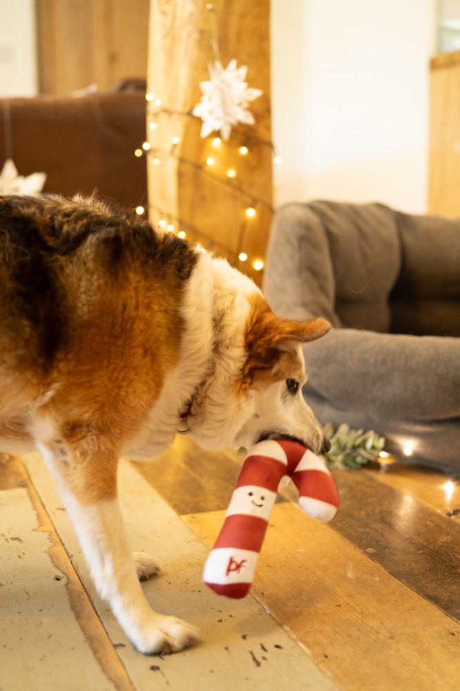 Petface Candy The Christmas Cane