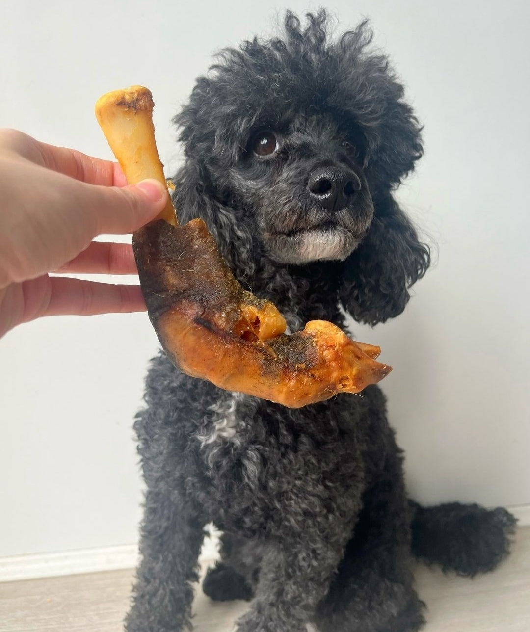 Lamb Trotter
