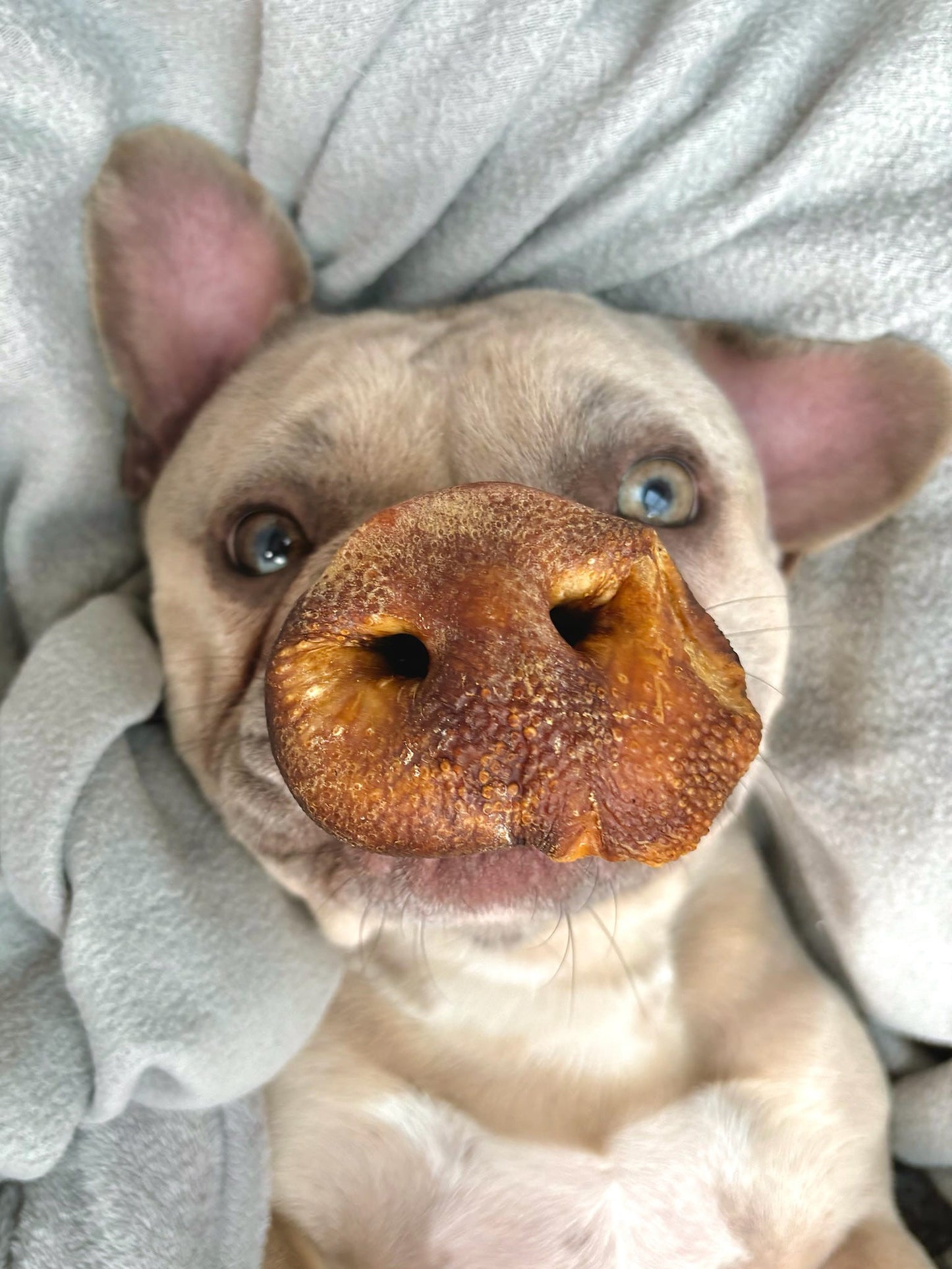 Pig Snout