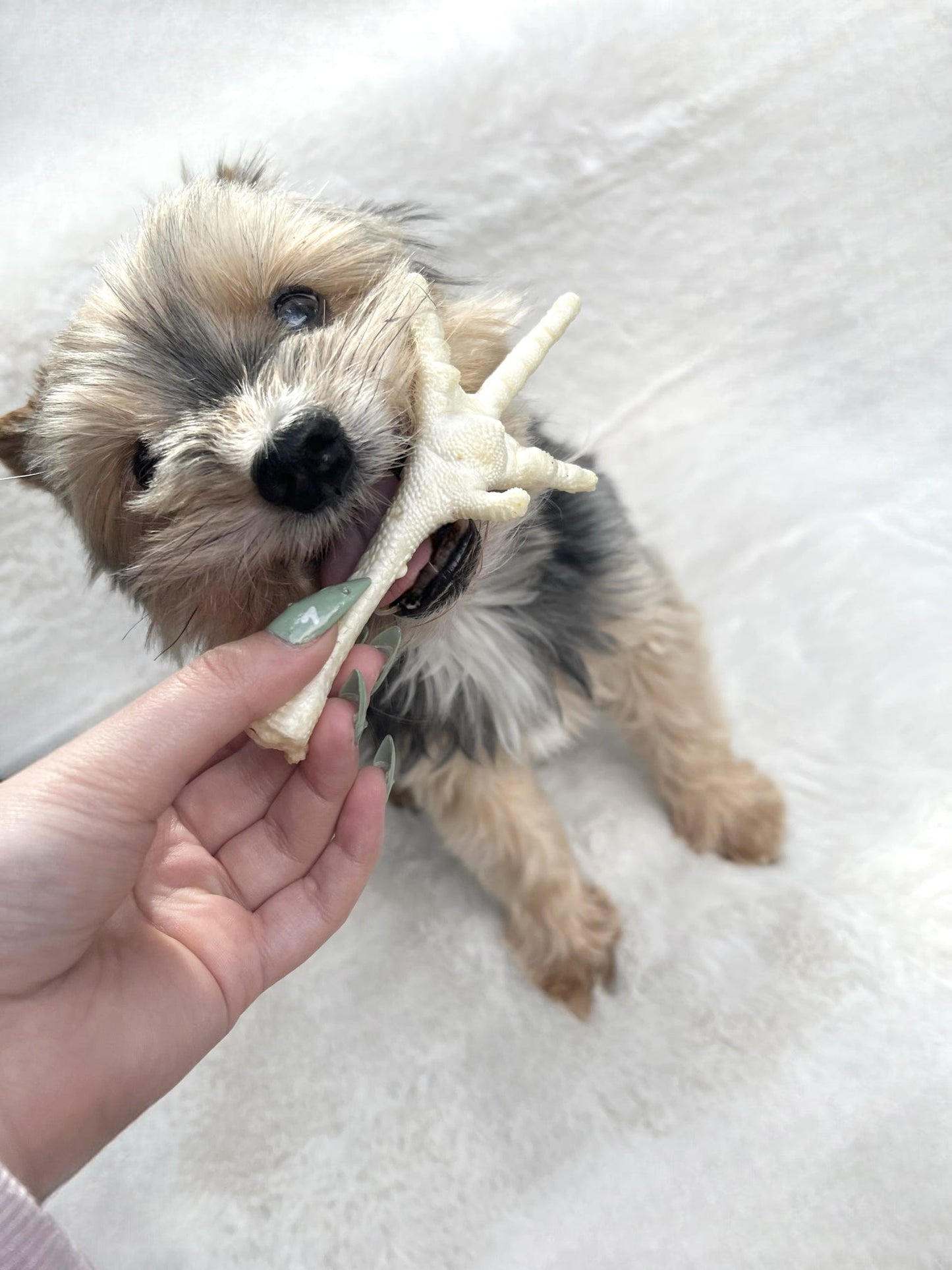 Puffed Chicken Feet