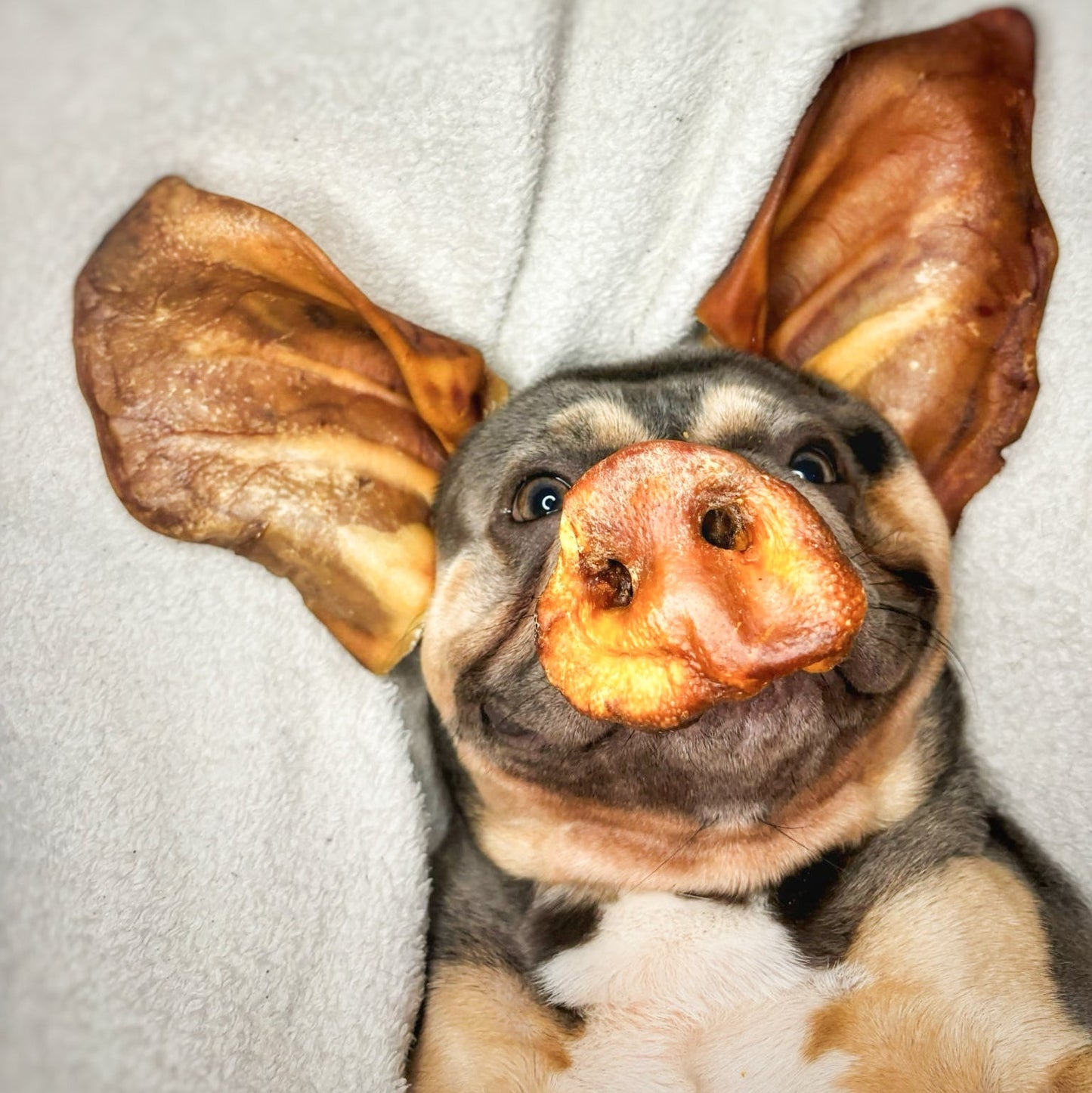 Pig Snout