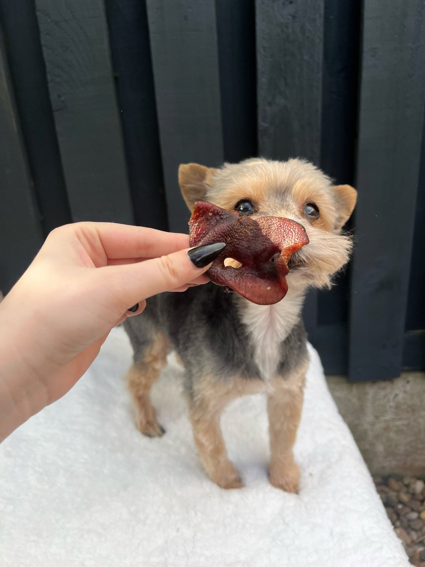 Pig Snout