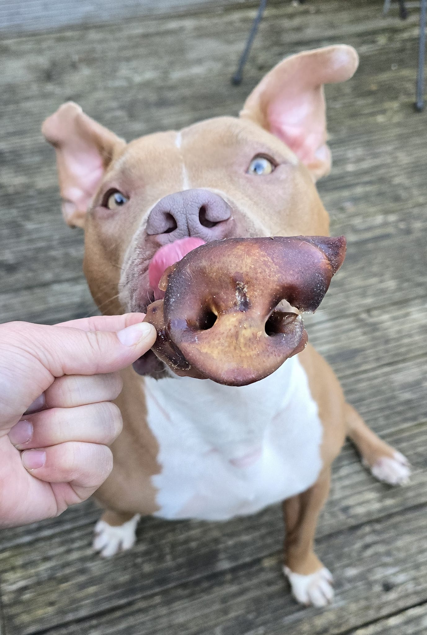 Pig Snout