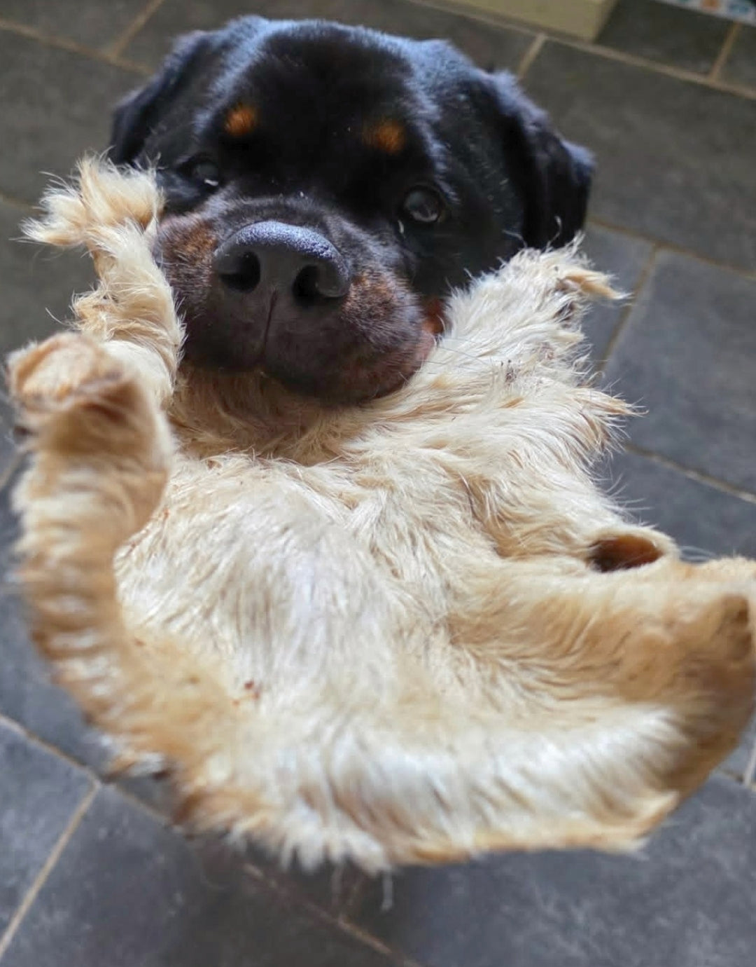 Hairy Beef Bark | XL