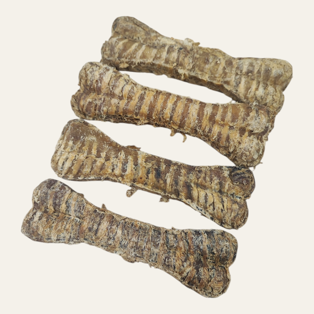 Buffalo Bone Trachea