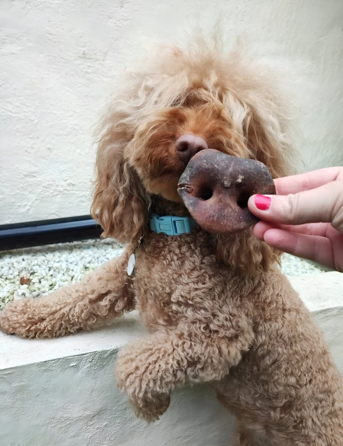 Pig Snout