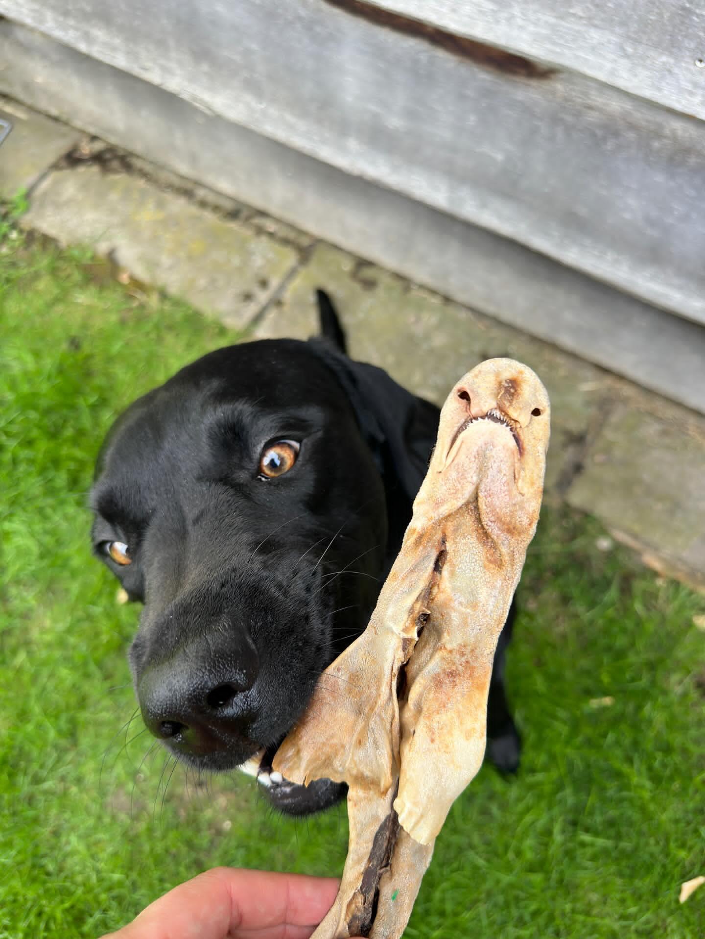 Whole Dogfish (shark)