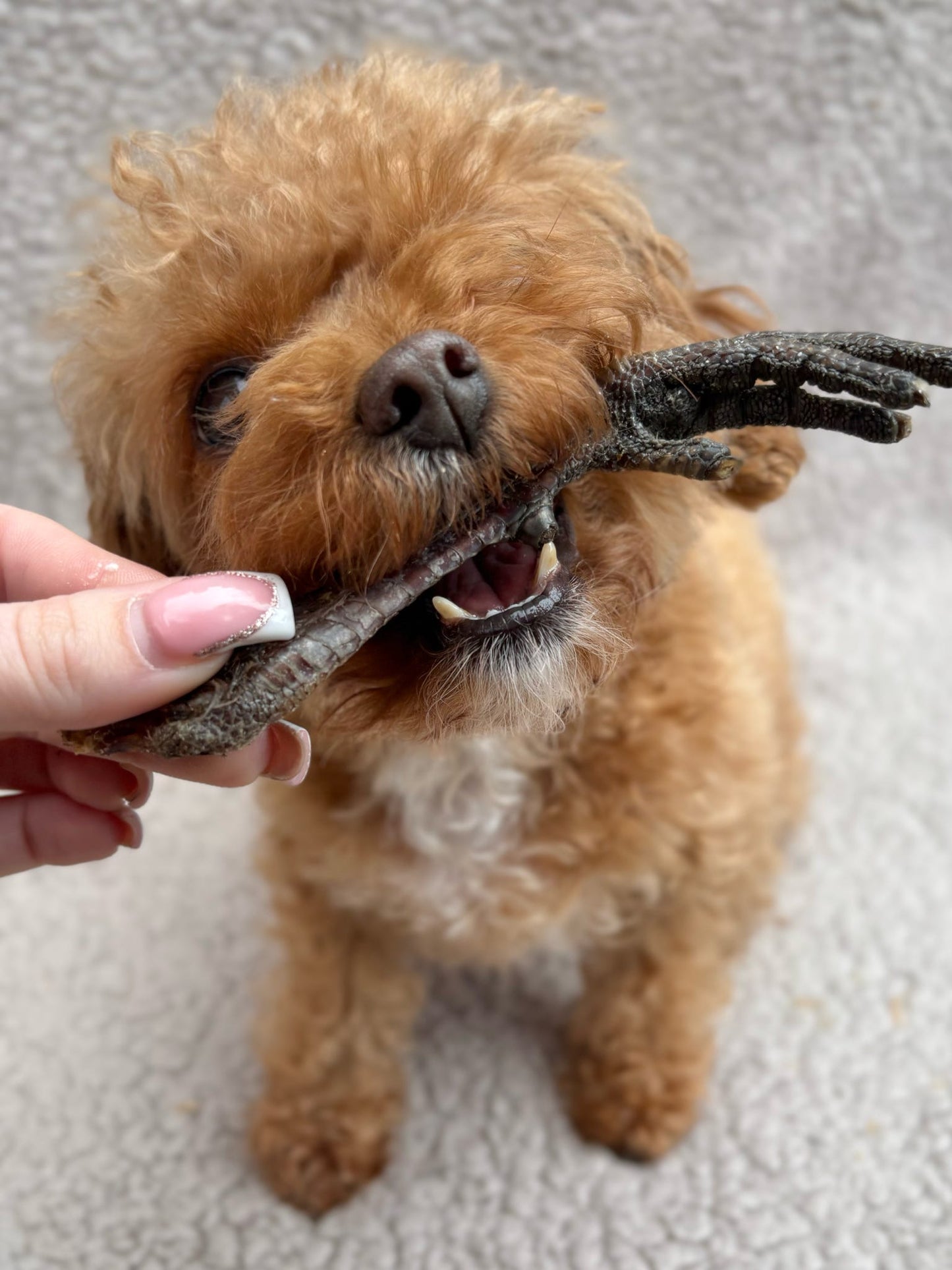 Pheasant Foot