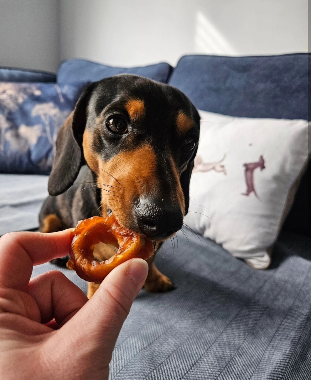 Squid & Chicken Ring