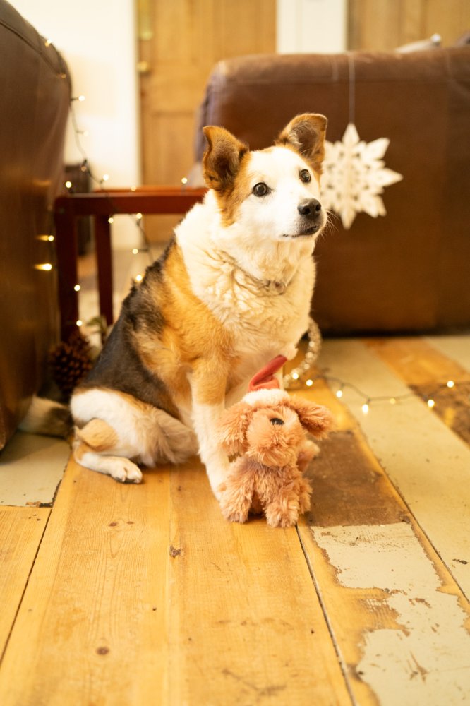 Petface Stella Scruffy Dog