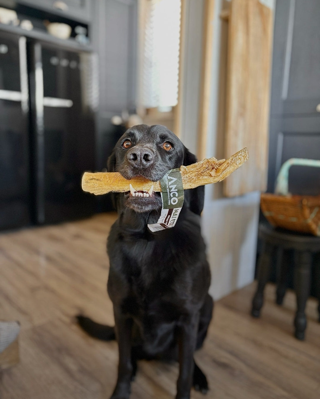 Anco Buffalo Paddywack