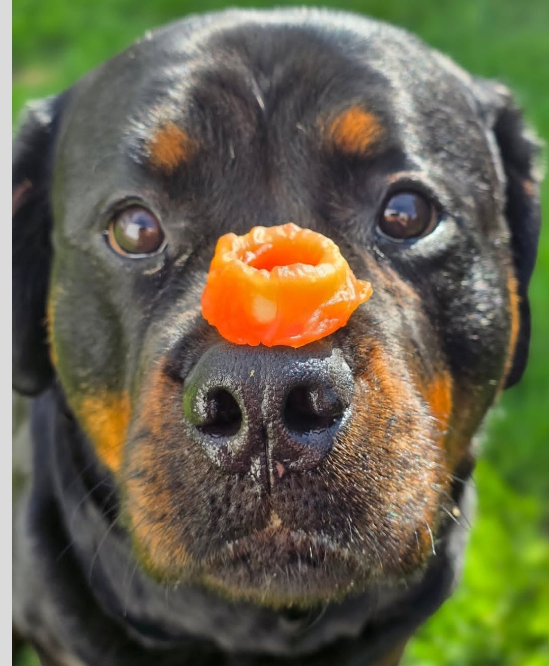 Squid & Chicken Ring