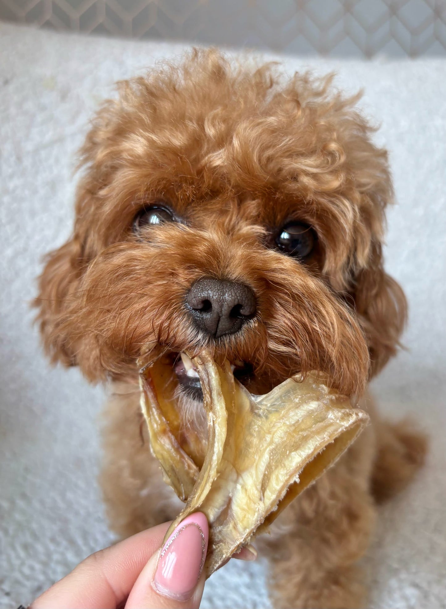 Beef Trachea Curls 1kg