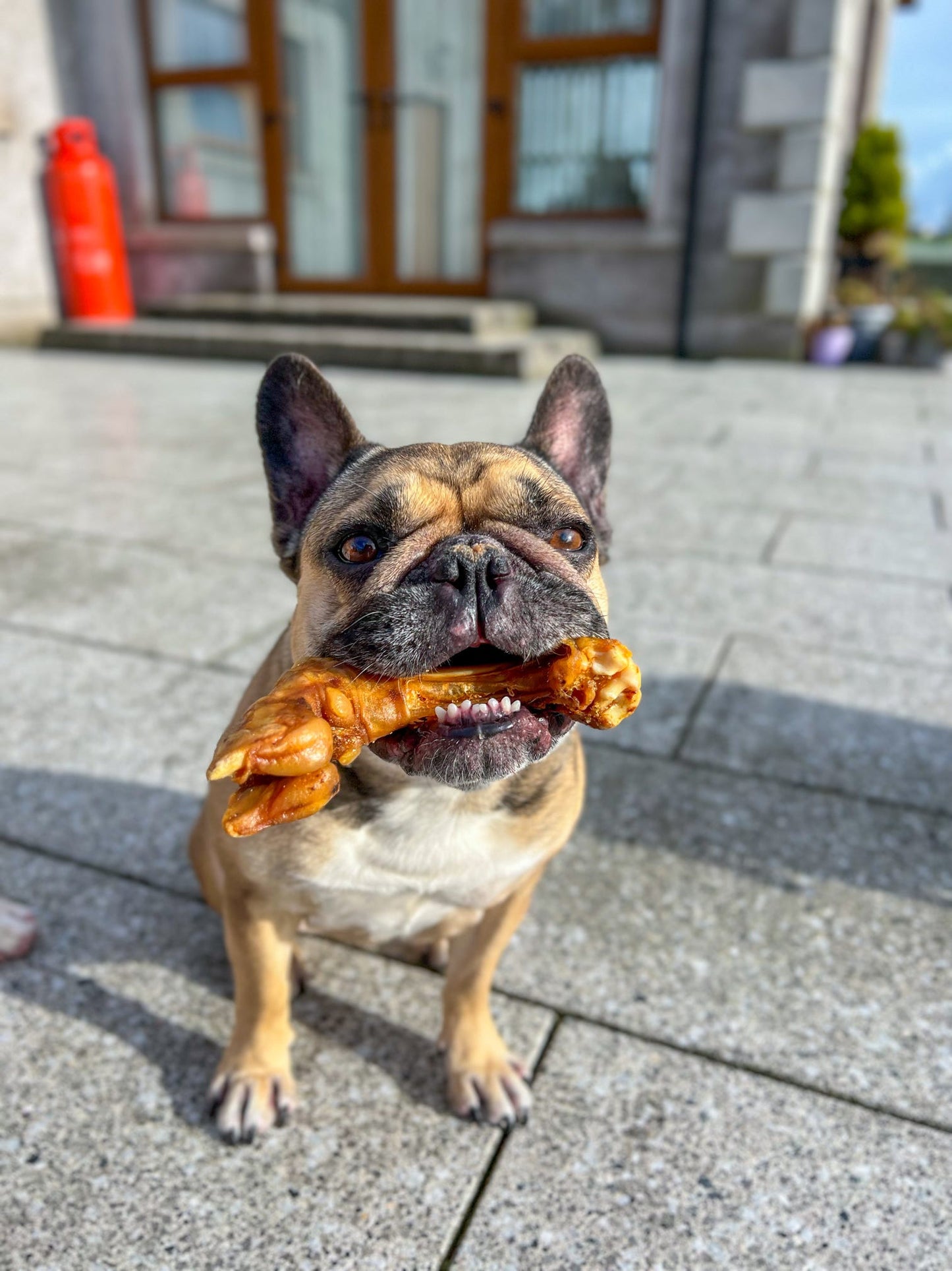 Lamb Trotter