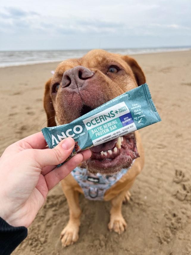 Anco Oceans+ Protein Bar with Blueberry