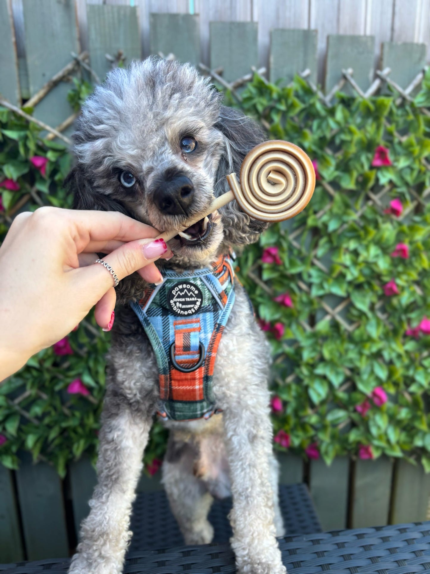 Veggie Lollipop
