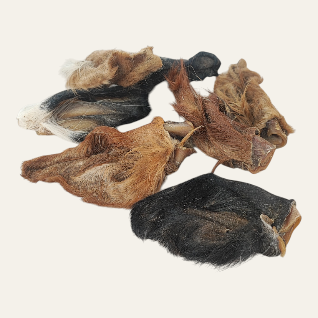 Small Hairy Cow Ear