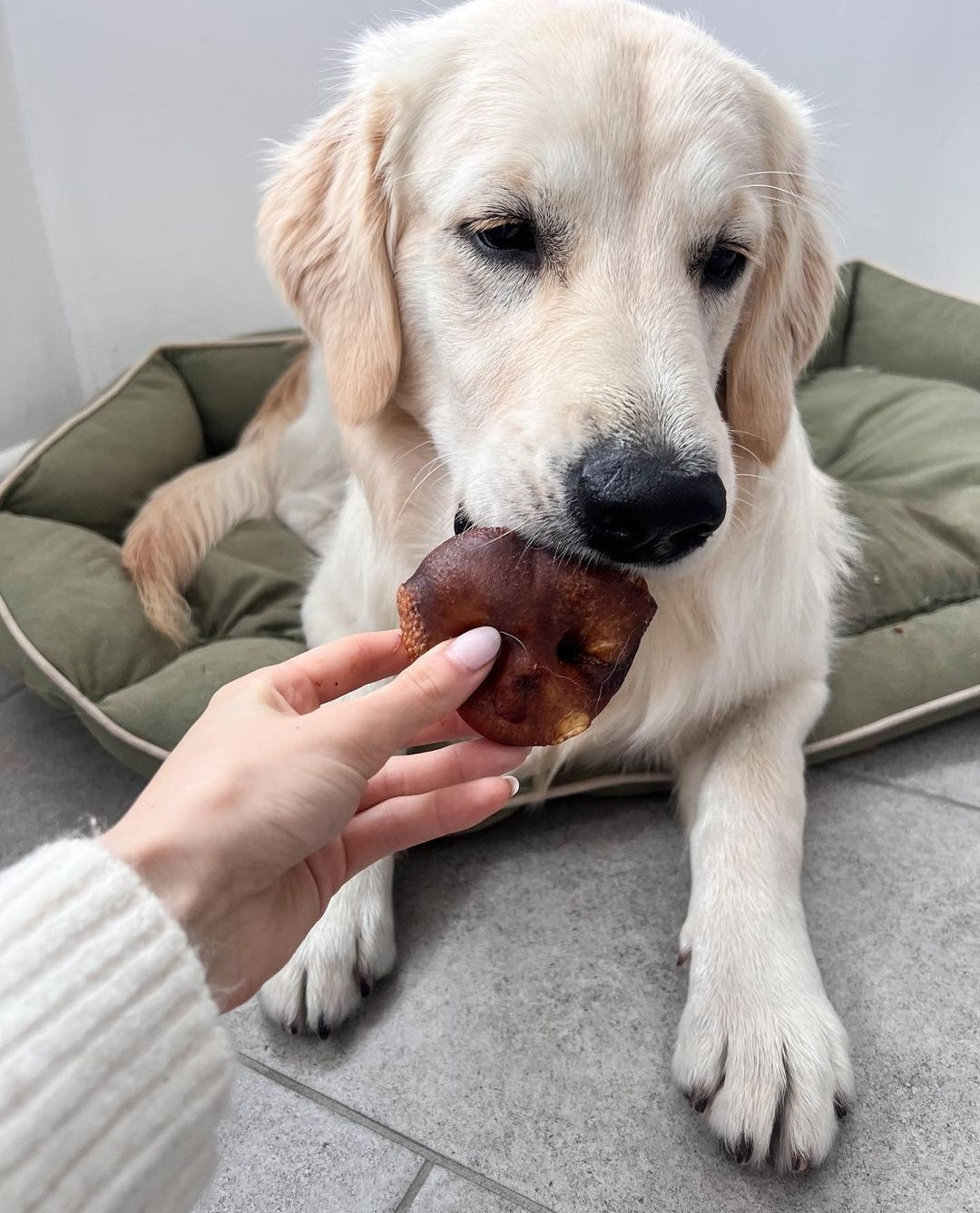 Pig Snout