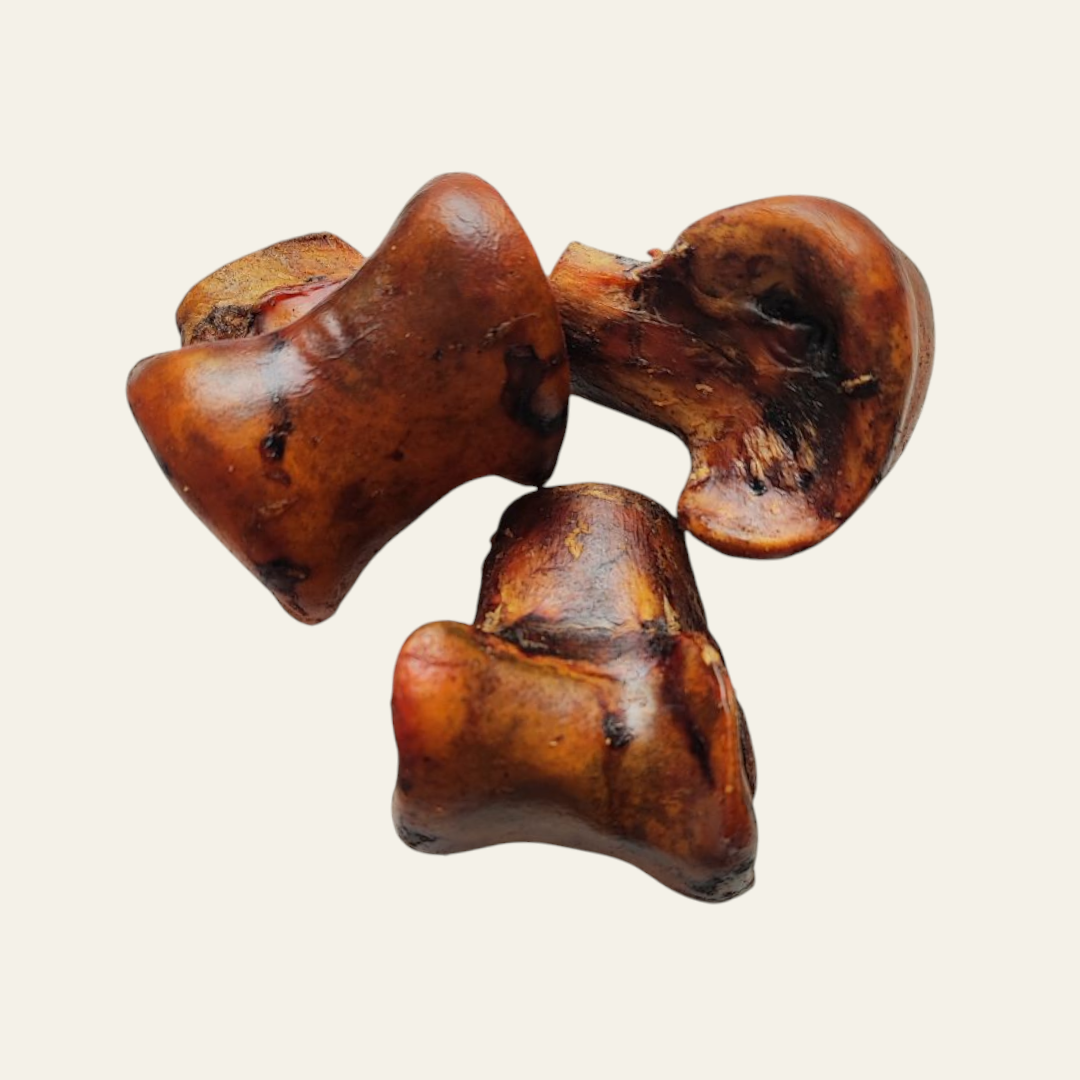 Ostrich Knuckle Bone | Small