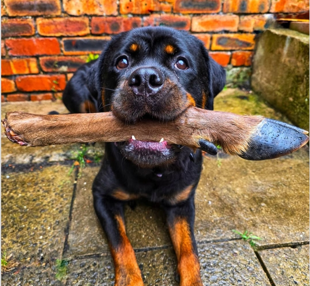 Hairy JUMBO Deer Leg