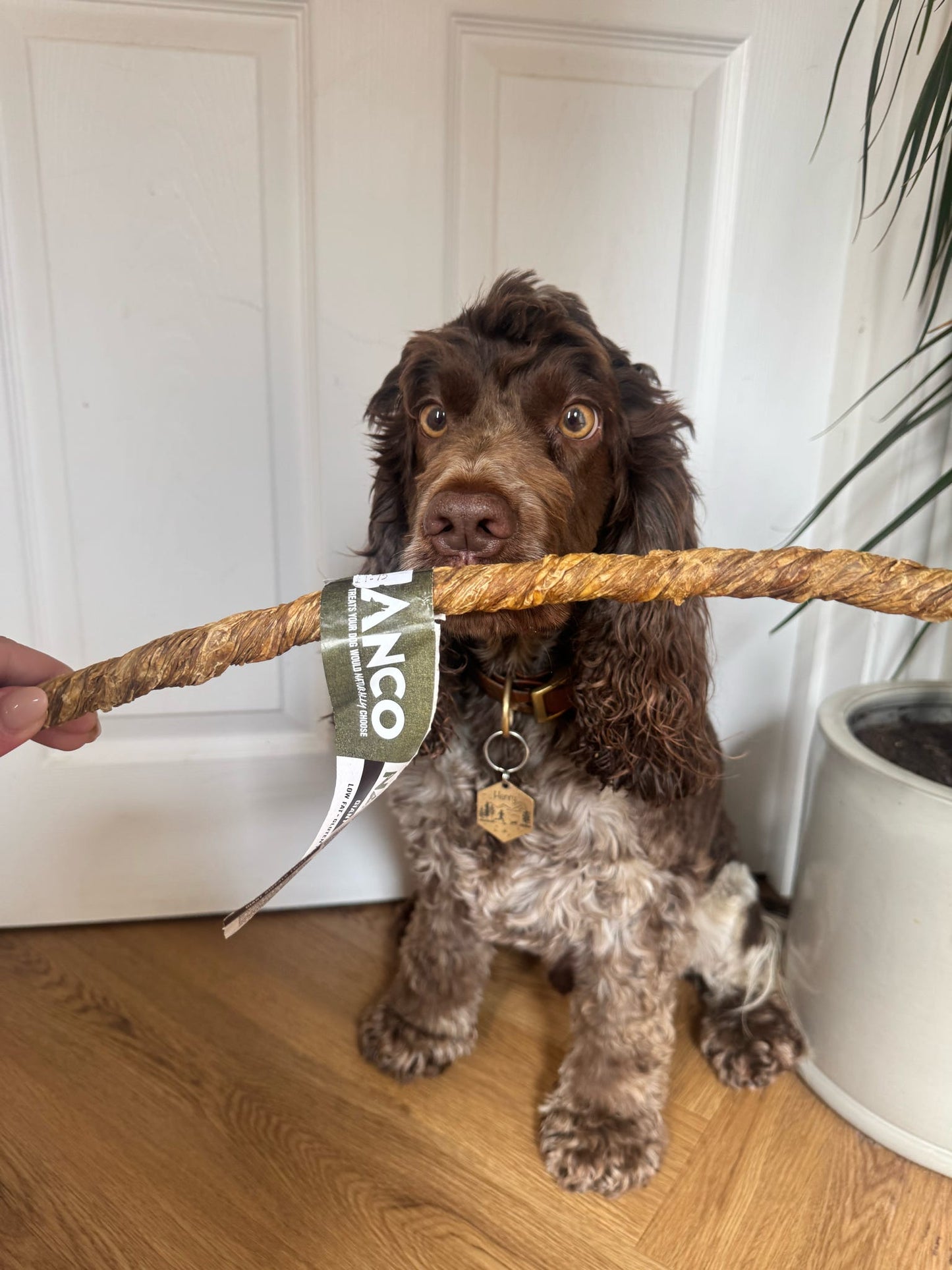 Anco Giant Buffalo Twists