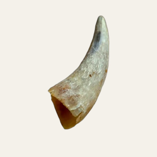 Anco Naturals Empty Cow Horn