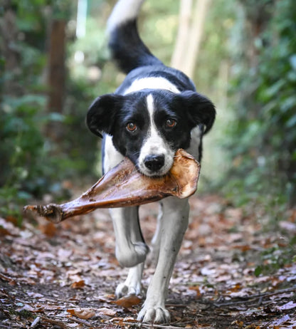 Anco Naturals Wild Game Paddle Bone Large