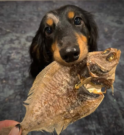 Flounder Fish