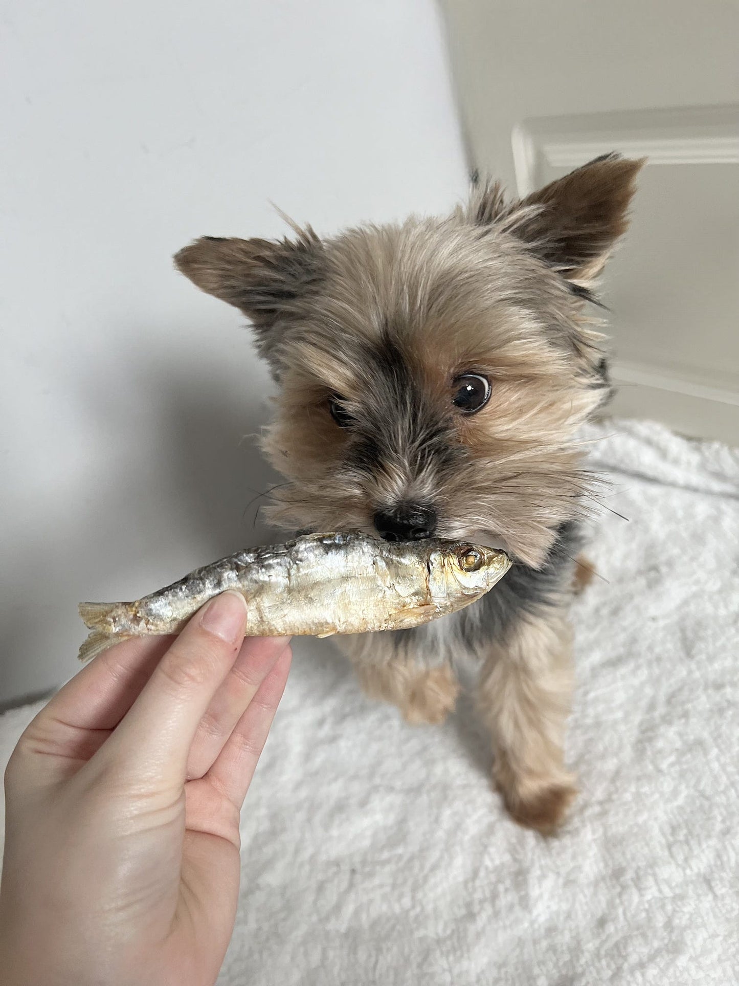 Large Baltic Sprats