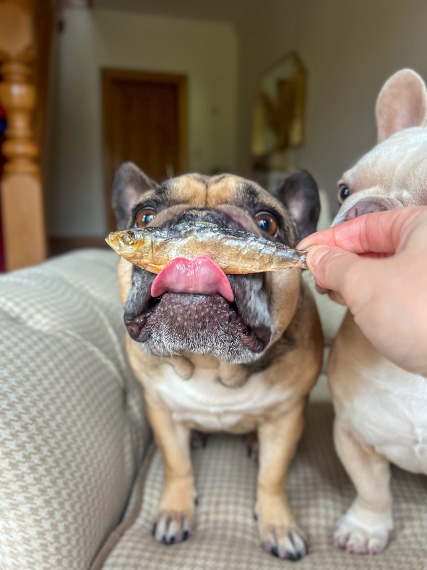 Large Baltic Sprats