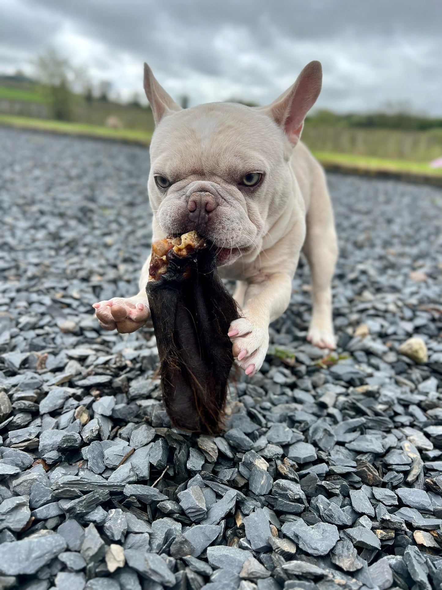 Hairy Buffalo Ear