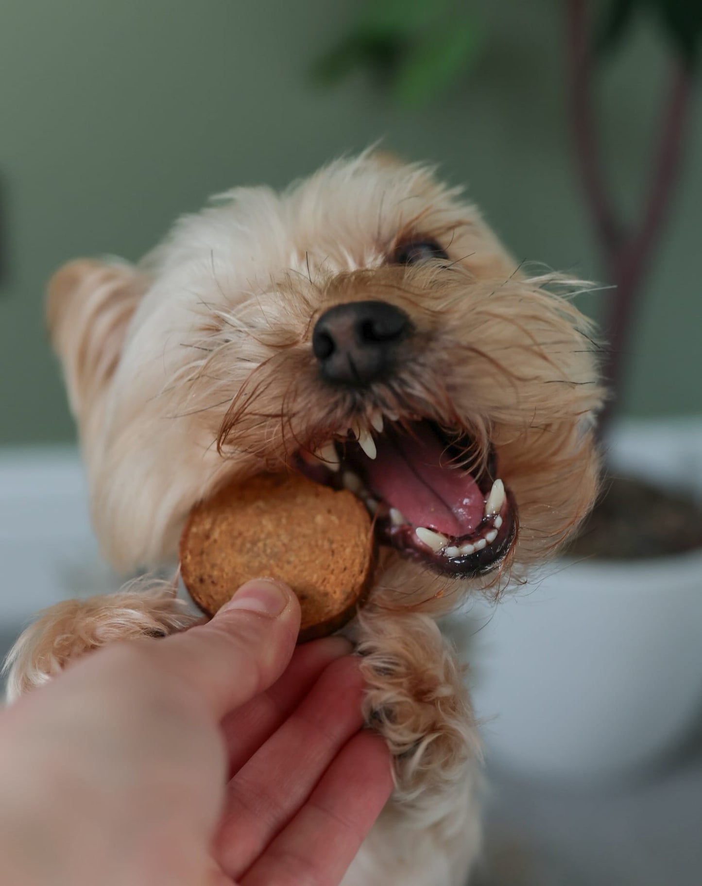 Venison Meaty Coins | Pack of 10