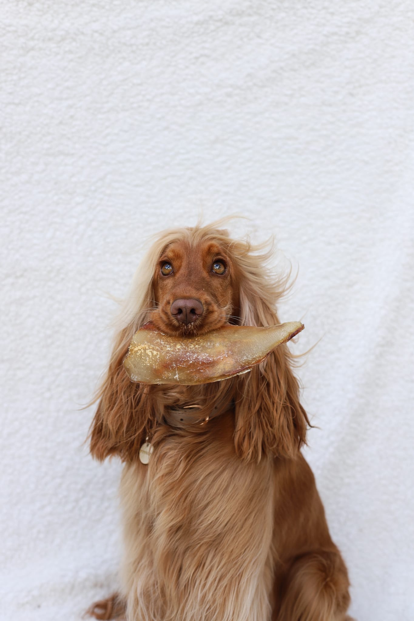 Beef Moon Bone