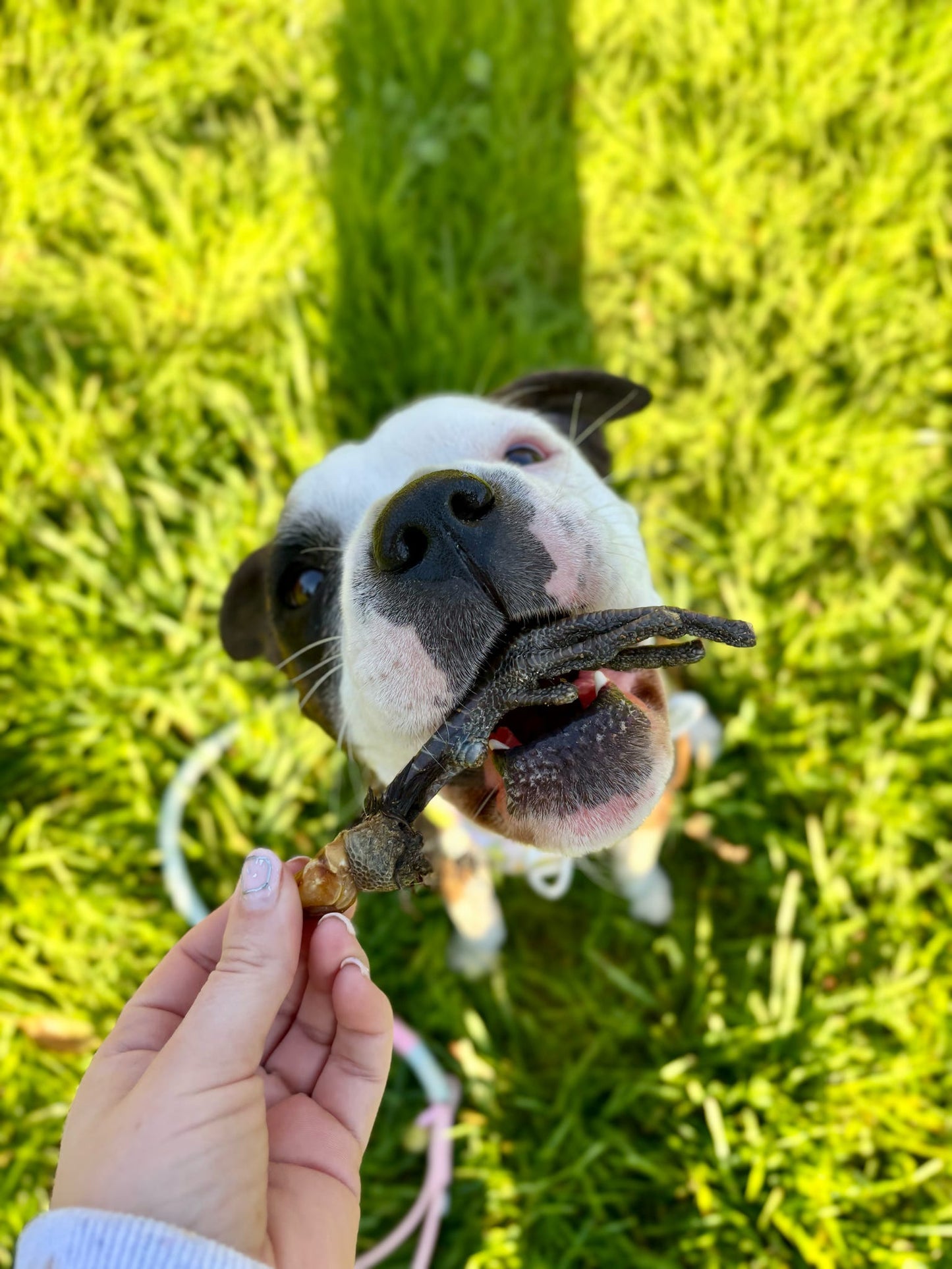 Pheasant Foot