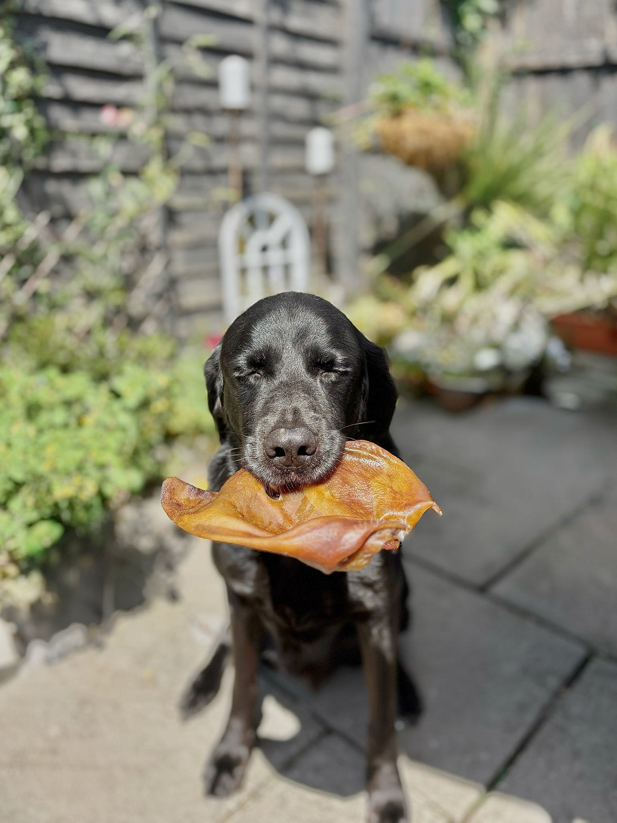 XL Pig Ear