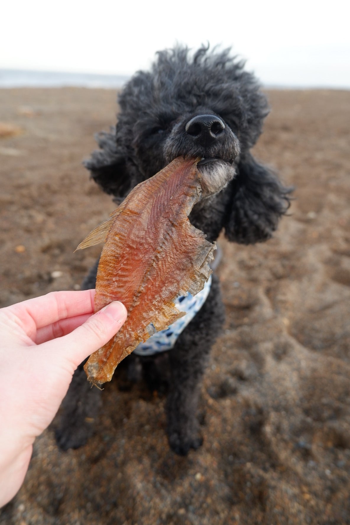 Flounder Fish