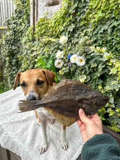 Flounder Fish