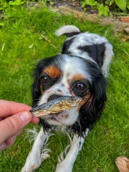 Baltic Sprats