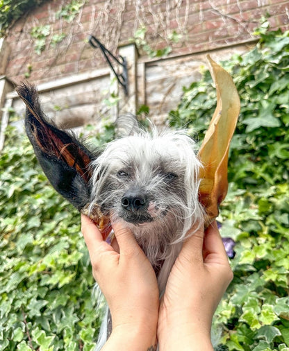 Hairy Buffalo Ear