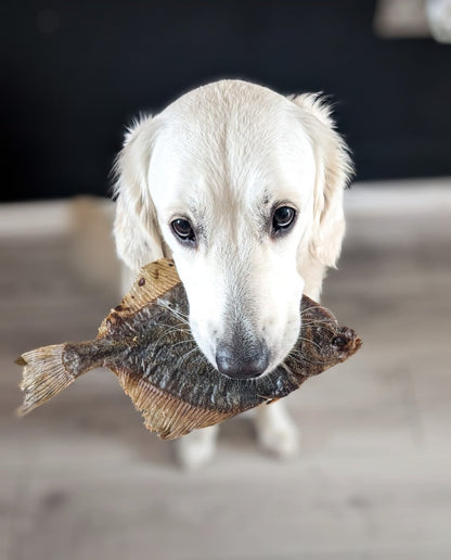 Flounder Fish