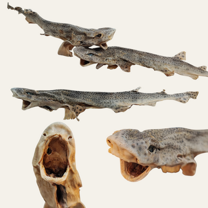 Whole Dogfish (shark)