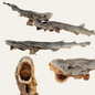 Whole Dogfish (shark)