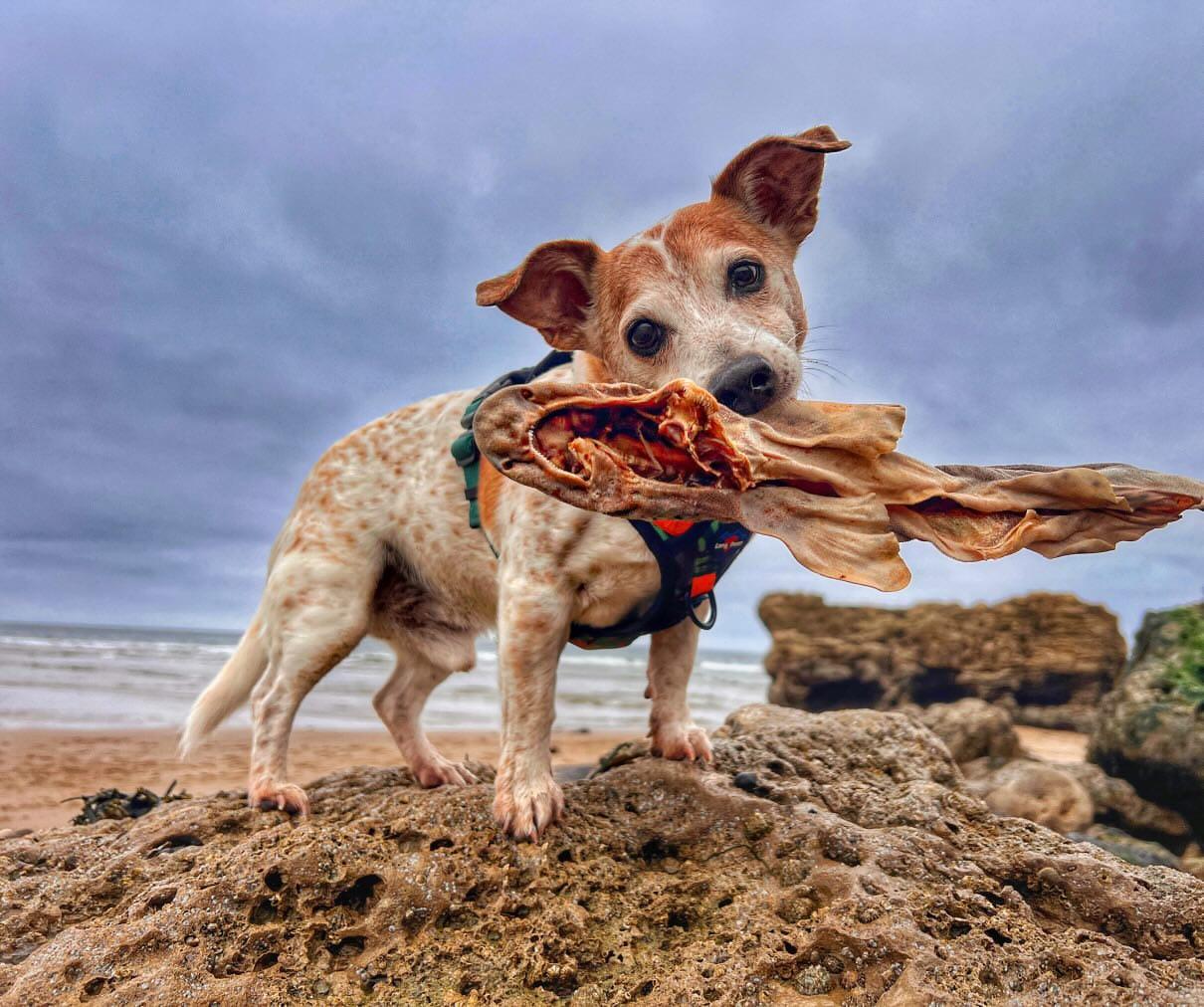 Whole Dogfish (shark)