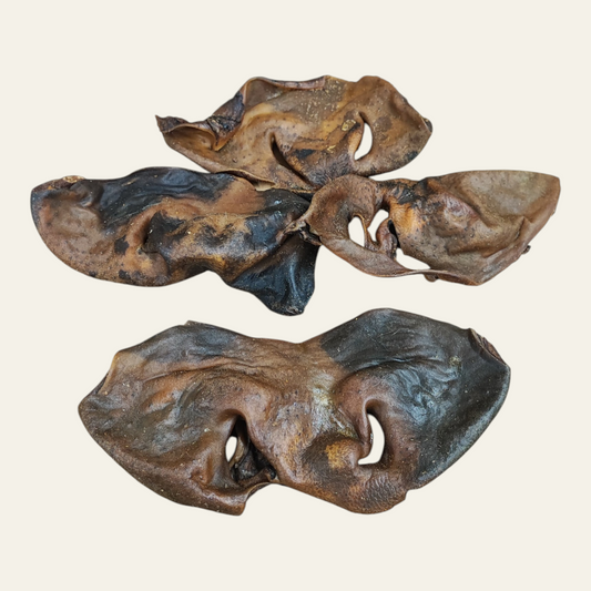 Cow Snout
