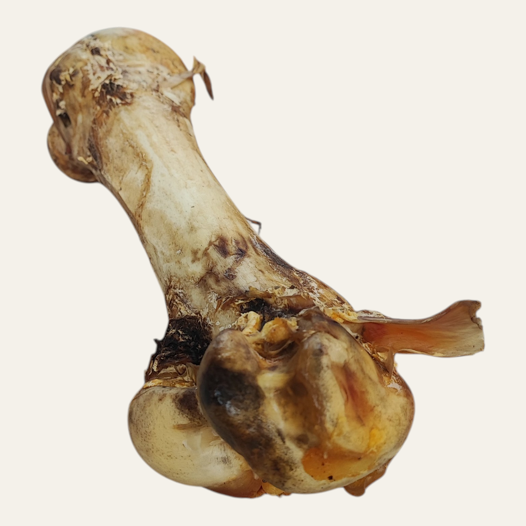 JUMBO Ostrich Bone