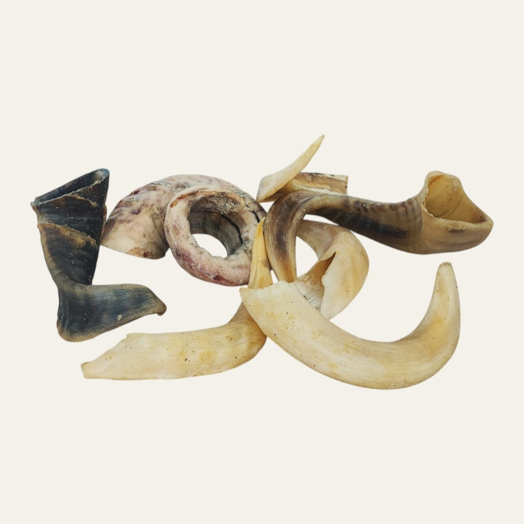 Lamb Horn | 2 Sizes