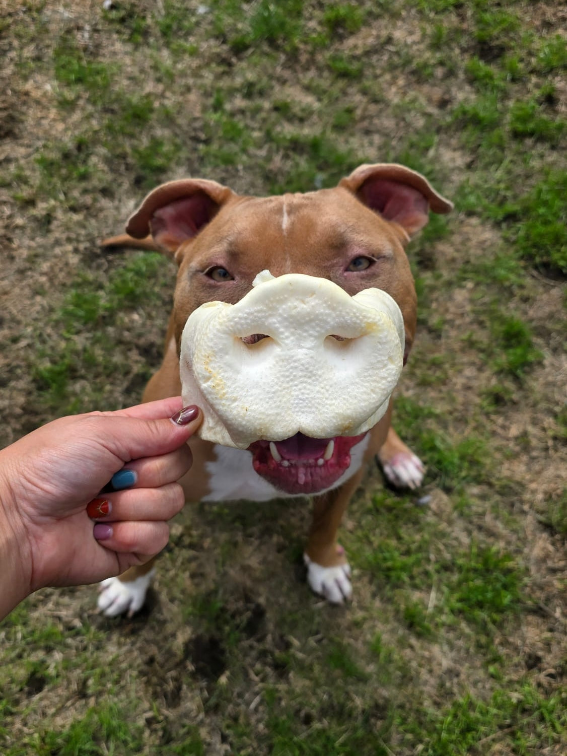 Puffed Pig Snout