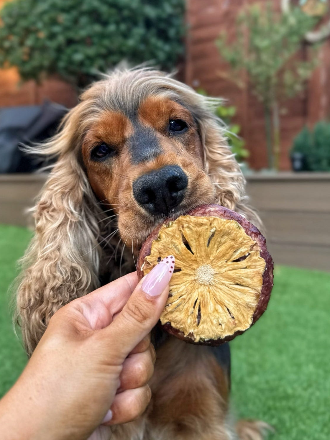 Collagen Donut Beef & Pineapple 30g