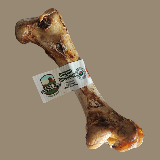 Ostrich Dino Bone