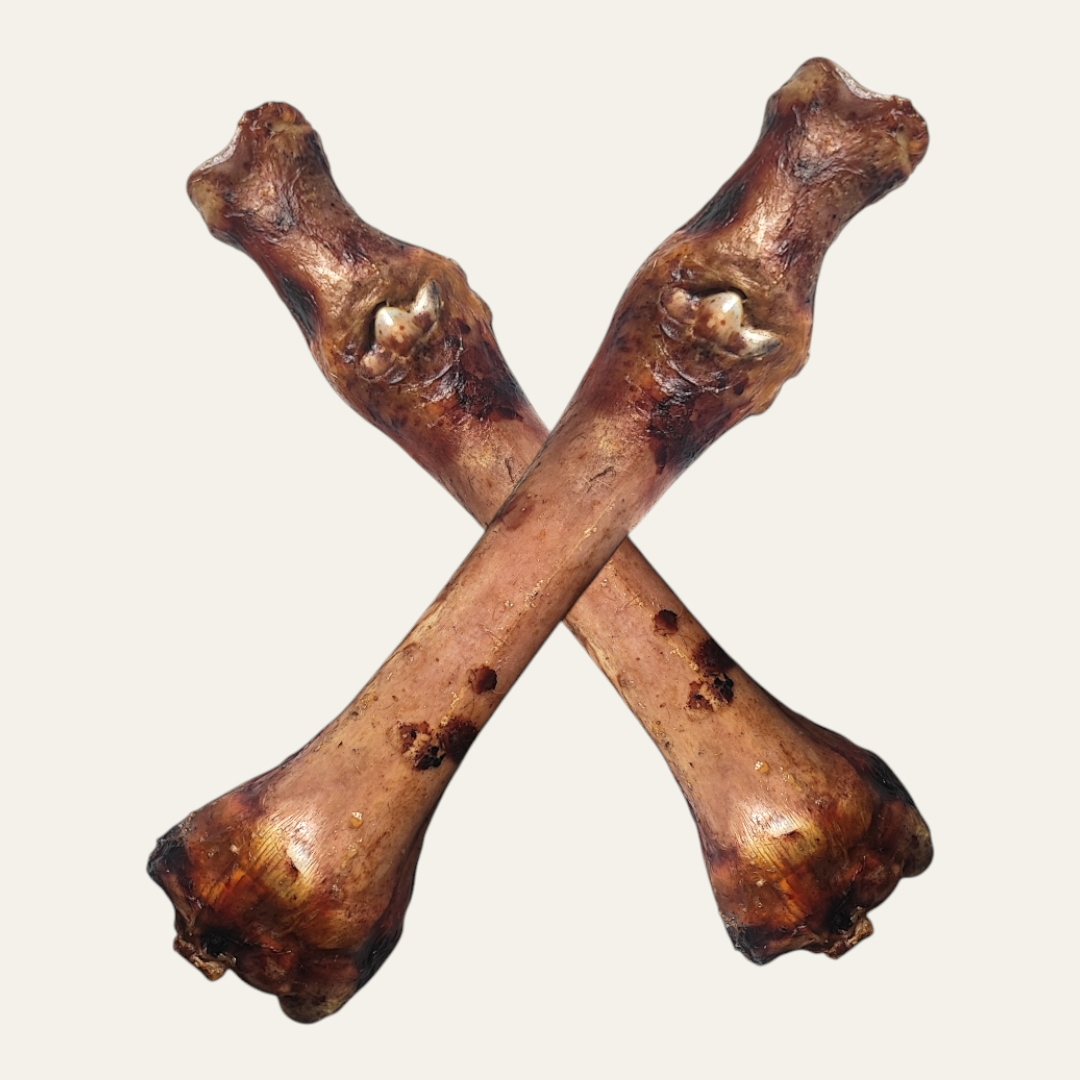 Horse Foot Bone with Tendon